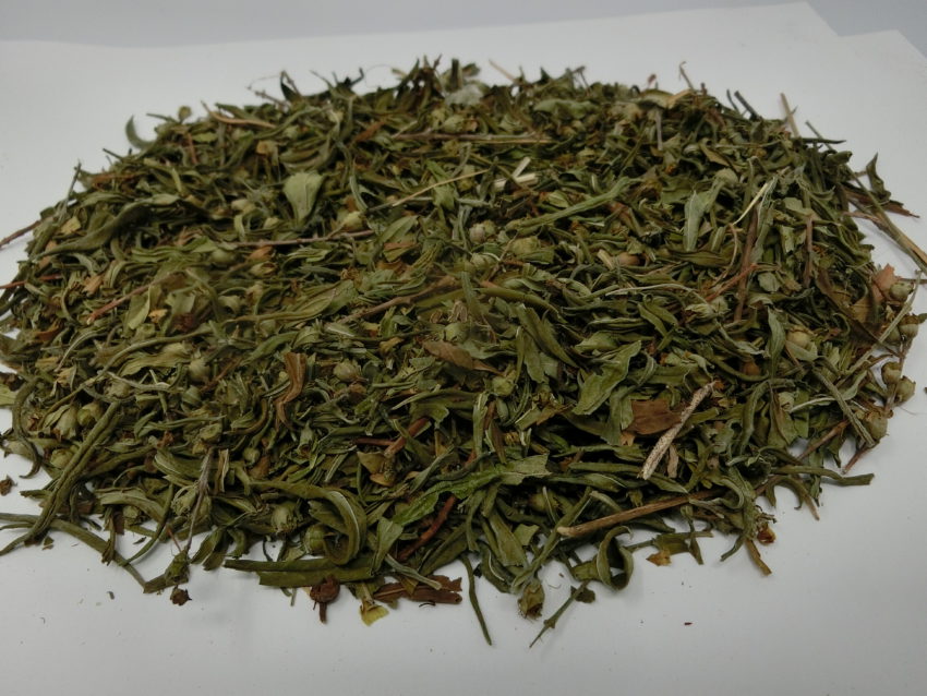 Sinicuichi (Heimia salicifolia)