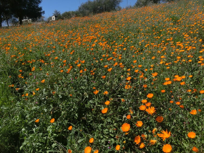 Calendula selvatica (Calendula suffruticosa)