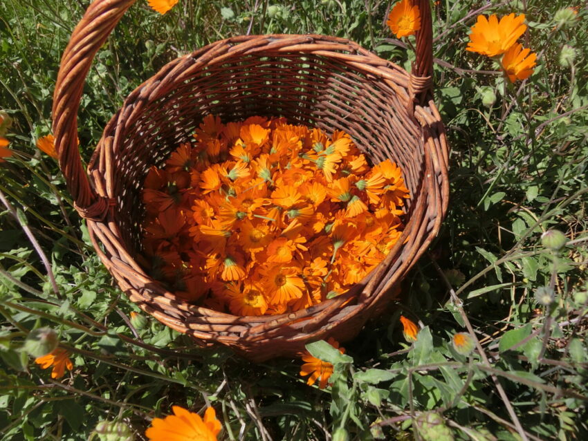Calendula selvatica (Calendula suffruticosa)