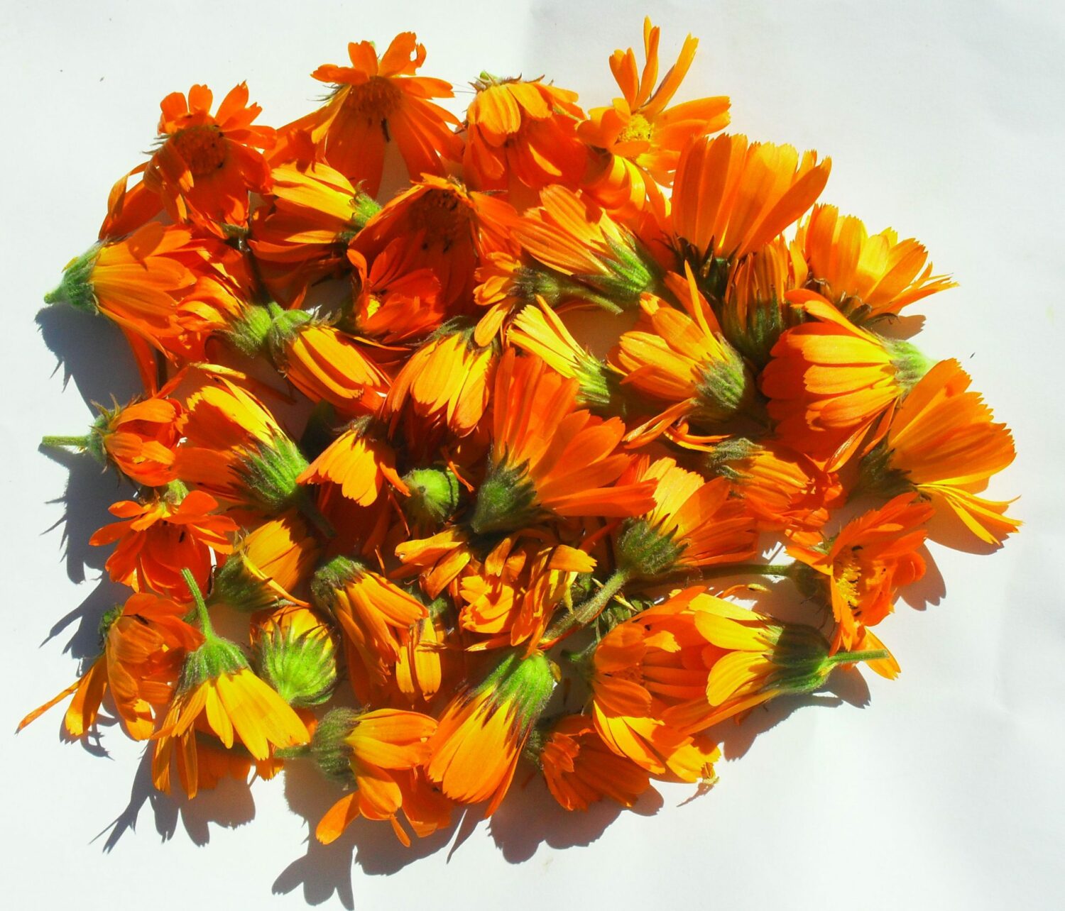 Alimento composto per roditori: Throls Fieno Alpino Con Fiori Di Calendula