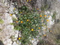 Calendula selvatica (Calendula Arvensis) pianta