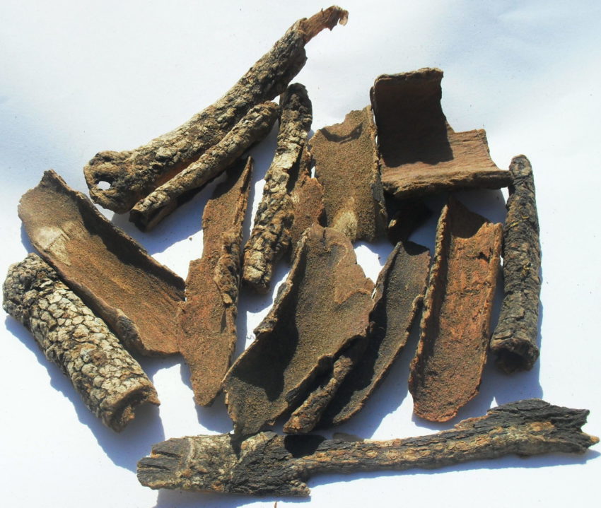 Corteccia dei crampi (Viburnum opulus)