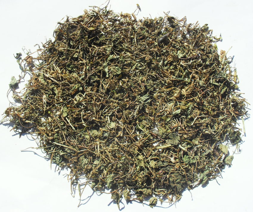 Erba gatta (Nepeta cataria)