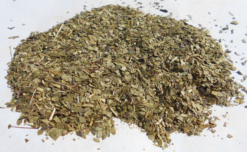 Erba mate (Ilex paraguaiensis)