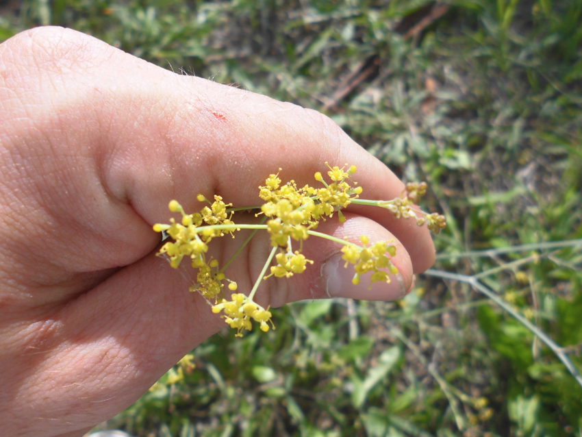 Finocchietto selvatico (Foeniculum vulgare)