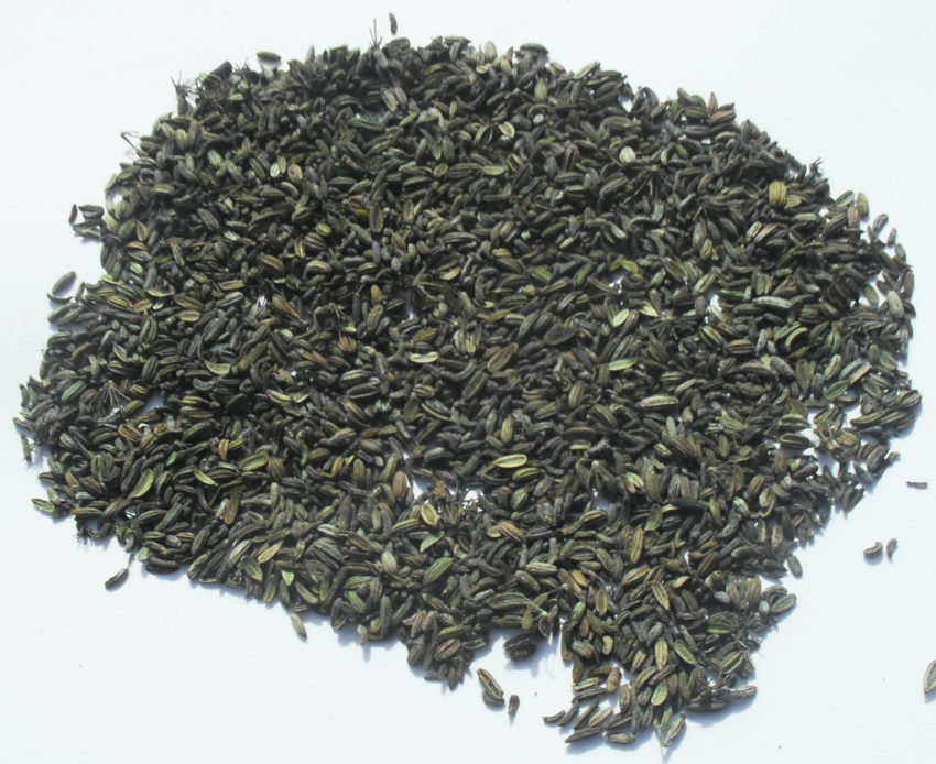Finocchietto selvatico (Foeniculum vulgare)
