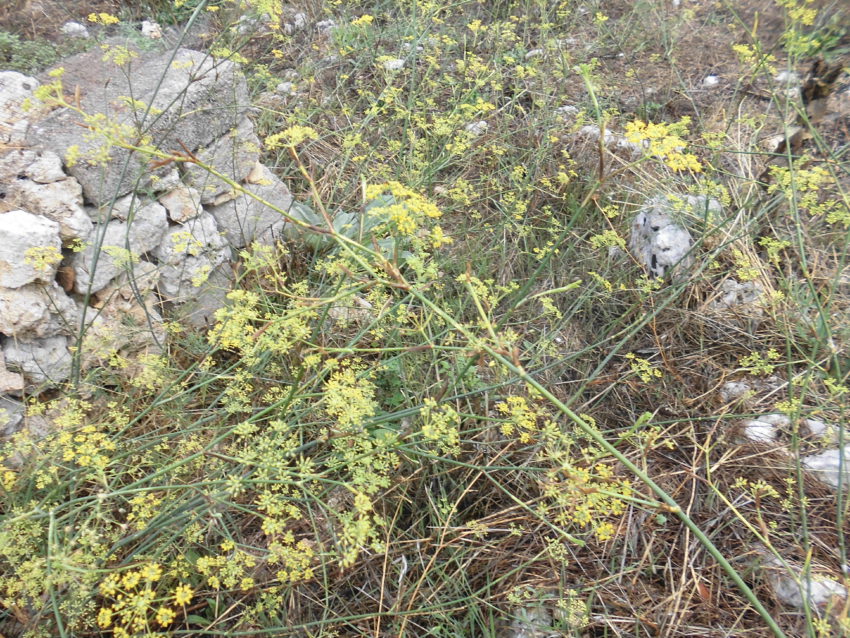 Finocchietto selvatico (Foeniculum vulgare)