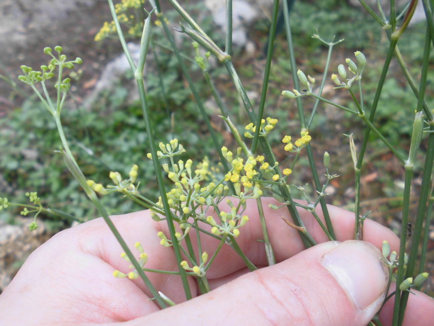 Finocchietto selvatico (Foeniculum vulgare)