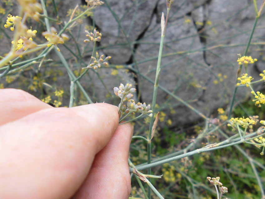 Finocchietto selvatico (Foeniculum vulgare)