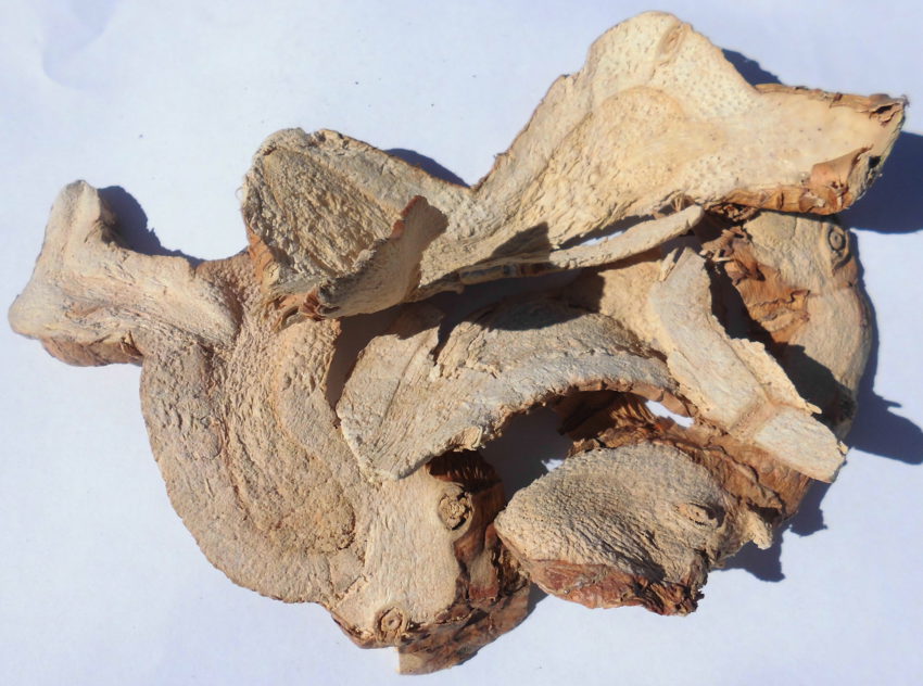 Galanga (Alpinia galanga)