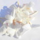 Gelsomino (Jasminum sambac)