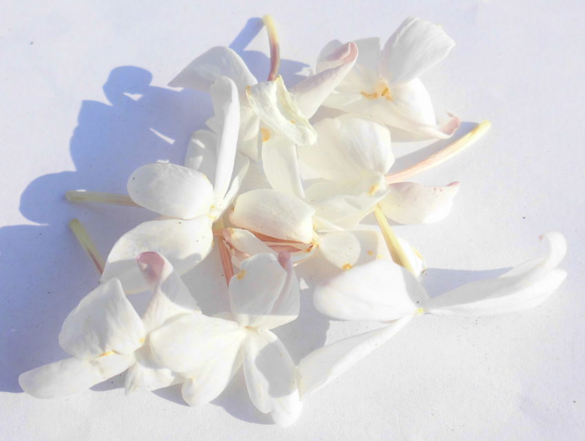 Gelsomino (Jasminum sambac)