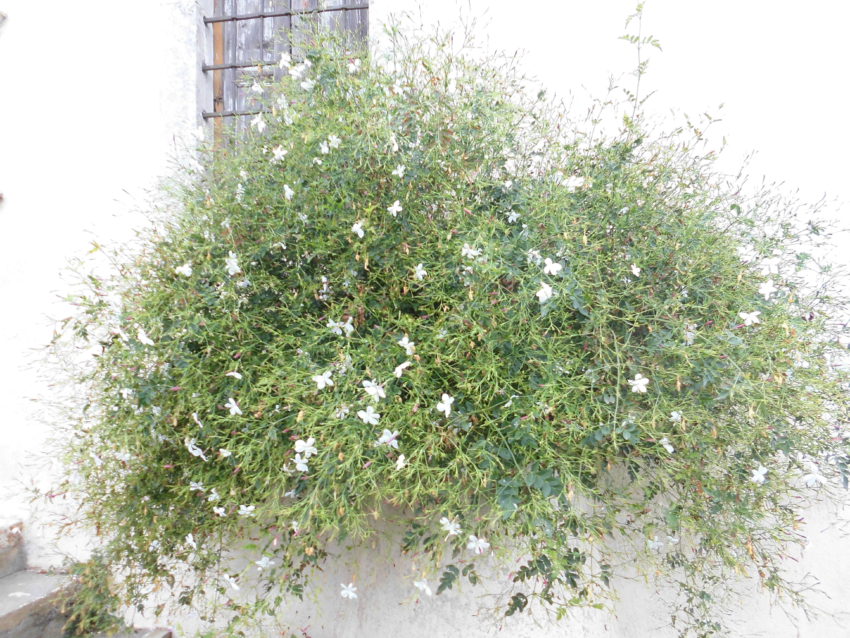 Gelsomino (Jasminum sambac)