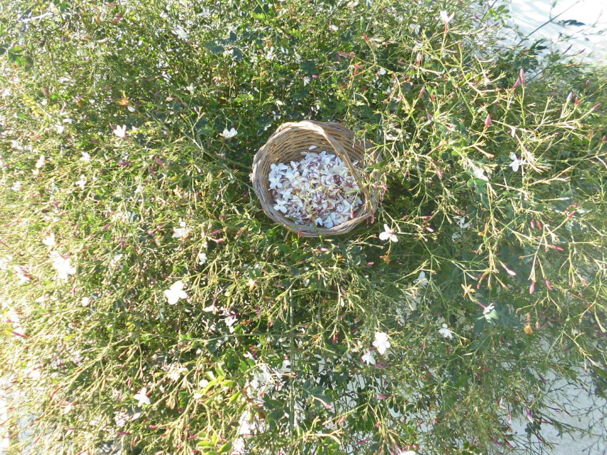 Gelsomino (Jasminum sambac)