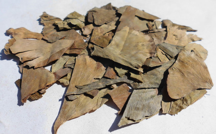 Ginkgo (Ginkgo biloba)