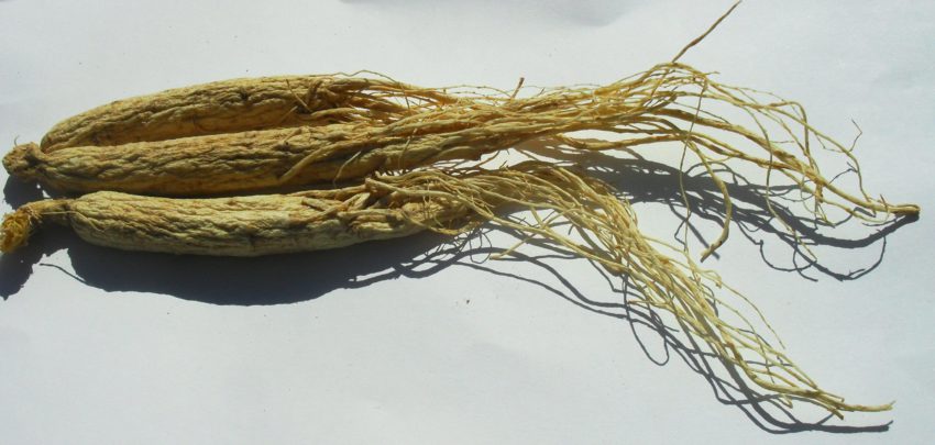Ginseng (Panax ginseng)
