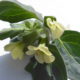 Giusquiamo bianco (Hyoscyamus albus)