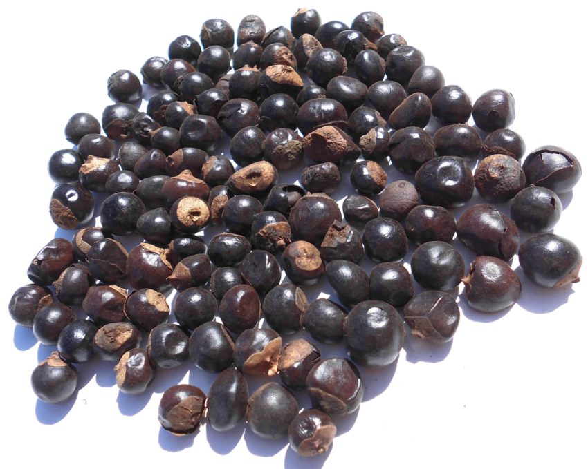 Guaranà (Paullinia cupana)