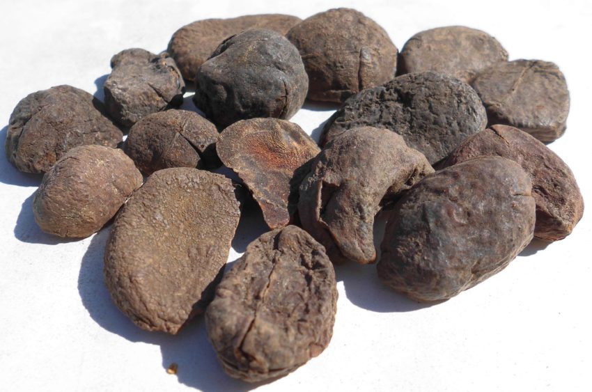 Noce di cola (Kola acuminata)