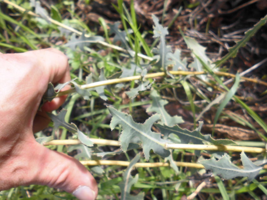 Lattuga selvatica (Lactuca serriola)