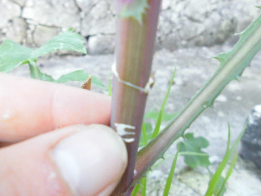 Lattuga selvatica (Lactuca serriola)