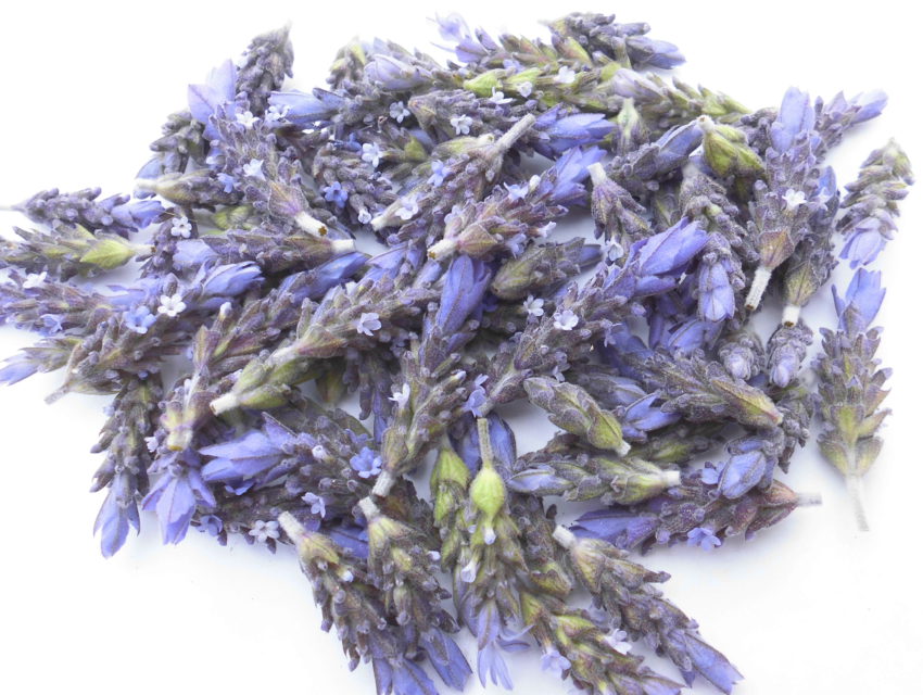 Lavanda (Lavandula officinalis)