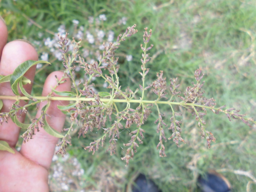 Lemon verbena (Aloysia citriodora)