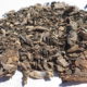 Tabacco indiano (Lobelia inflata)