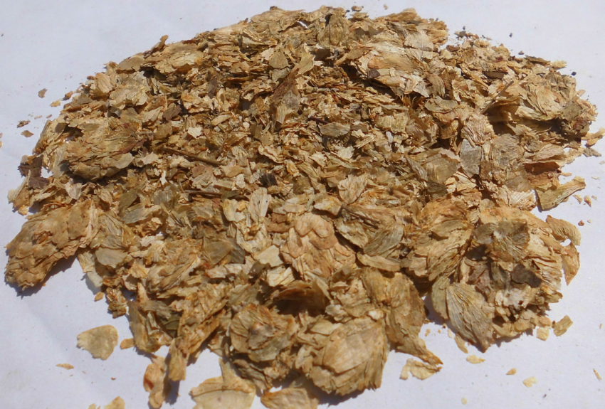 Luppolo (Humulus lupulus)