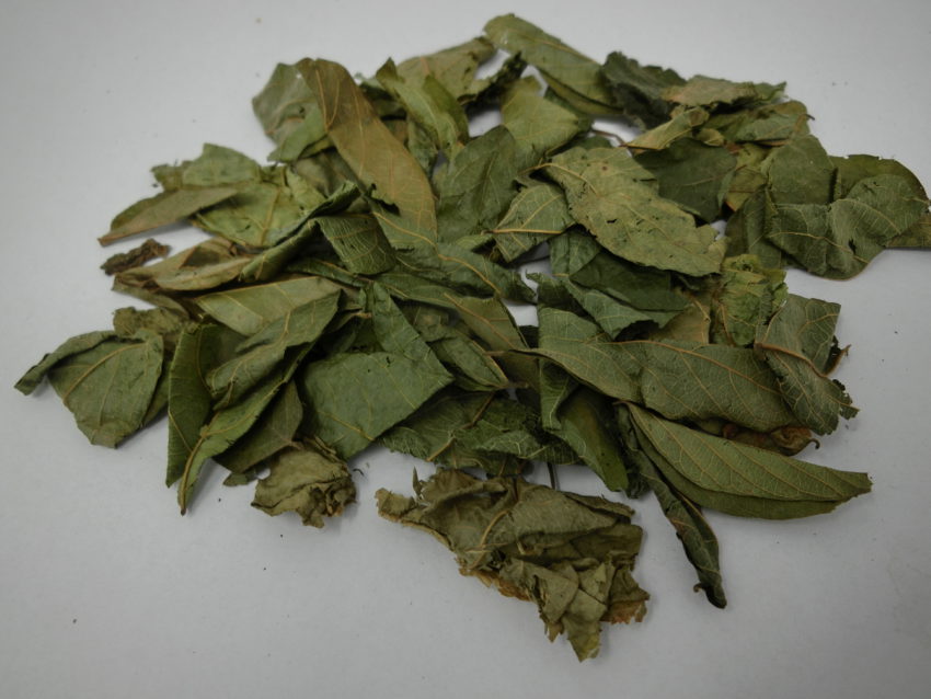 Maconha brava (Zornia latifolia)