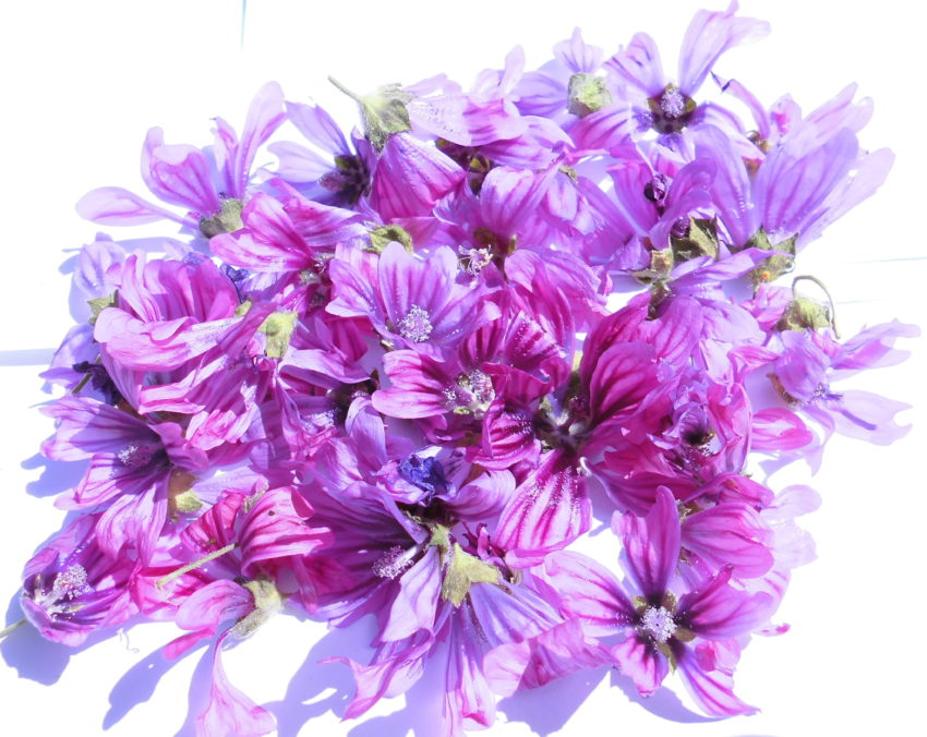 Malva (Malva sylvestris)