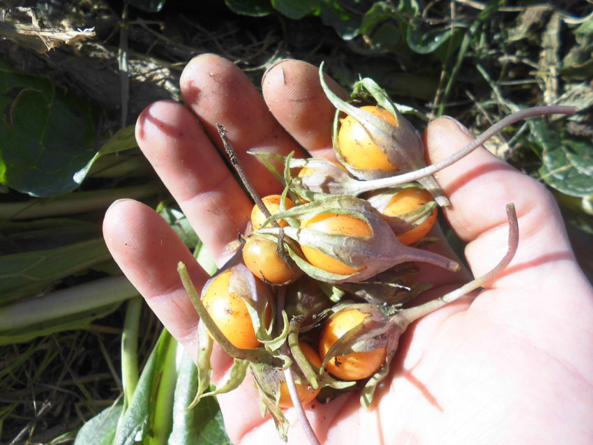 Mandragora (Mandragora autumnalis)