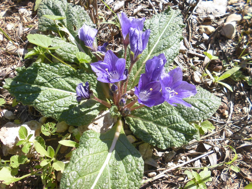 Mandragora (Mandragora autumnalis)
