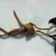 Mandragora (Mandragora autumnalis)