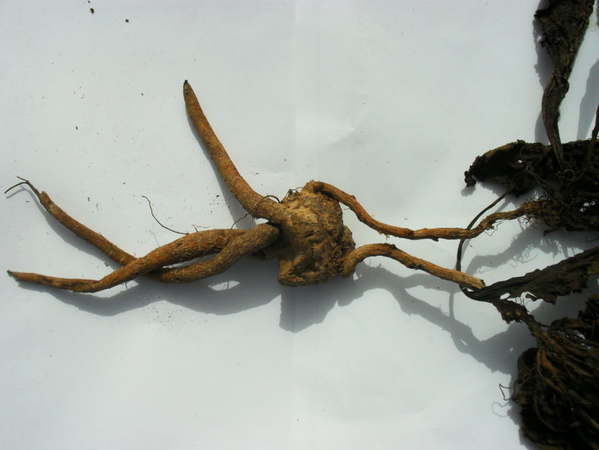 Mandragora (Mandragora autumnalis)
