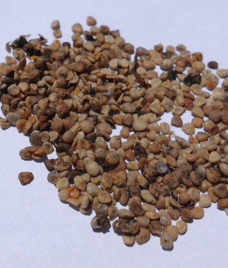 Mandragora (Mandragora autumnalis)