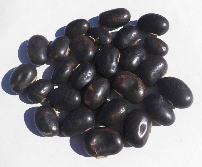 Fagiolo vellutato (Mucuna pruriens)