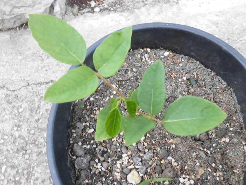 Mulungu (Erythrina verna e velutina)