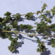 Origano (Origanum vulgaris)