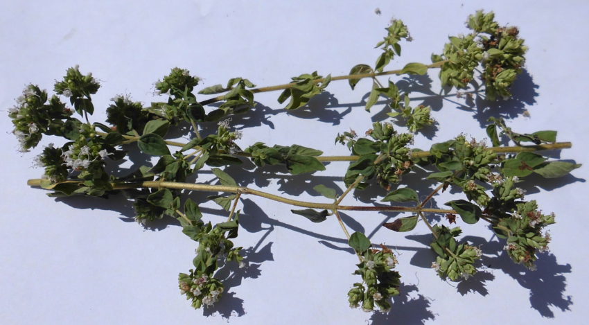 Origano (Origanum vulgaris)