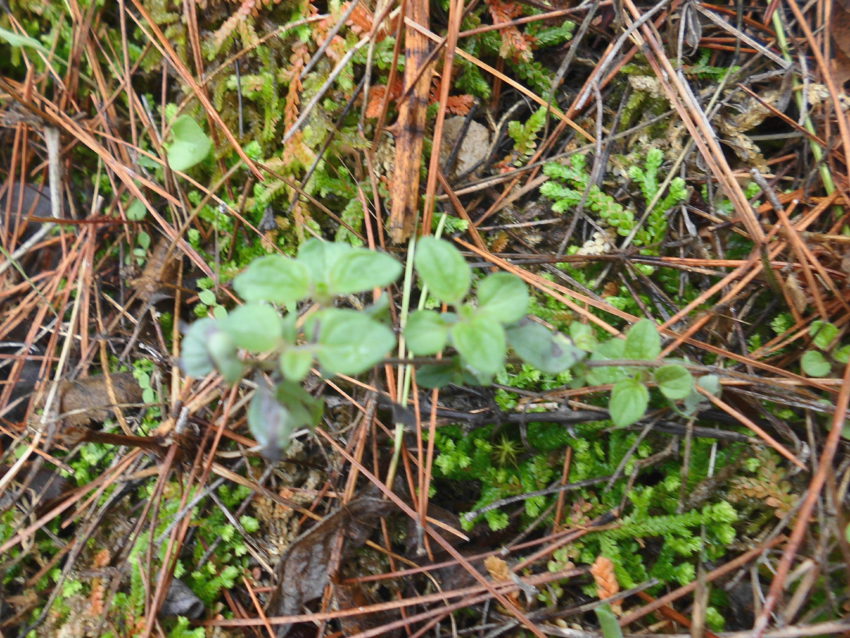Origano (Origanum vulgaris)