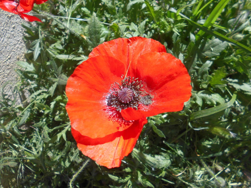 Papavero selvatico (Papaver rhoeas)