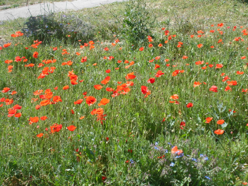 Papavero selvatico (Papaver rhoeas)