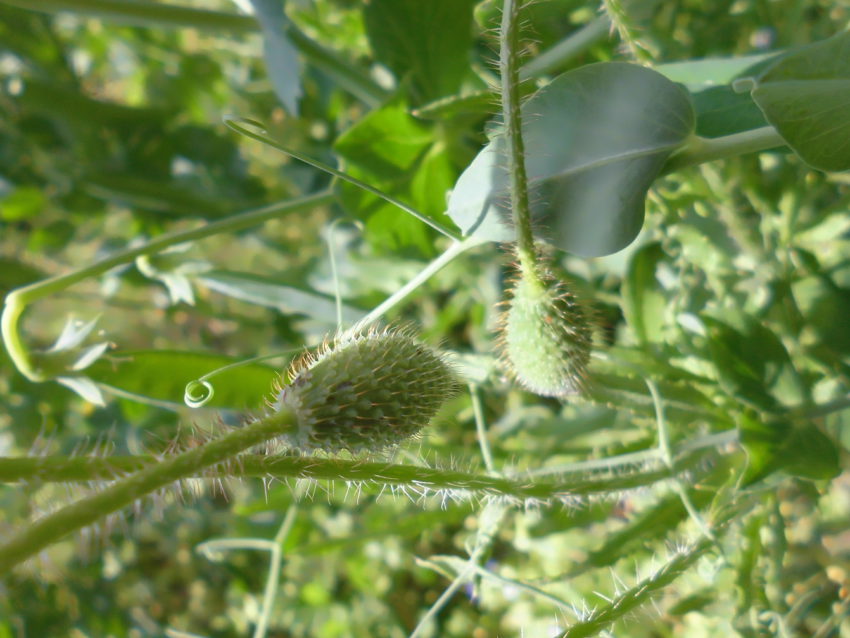 Papavero selvatico (Papaver rhoeas)