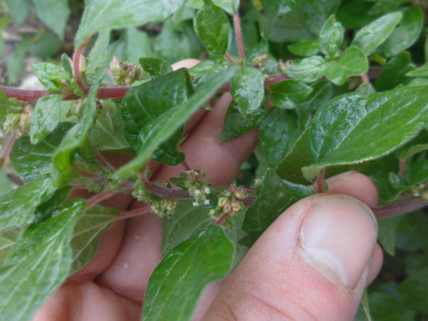 Parietaria (Parietaria officinalis)