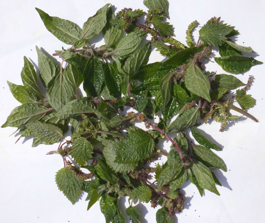 Parietaria (Parietaria officinalis)