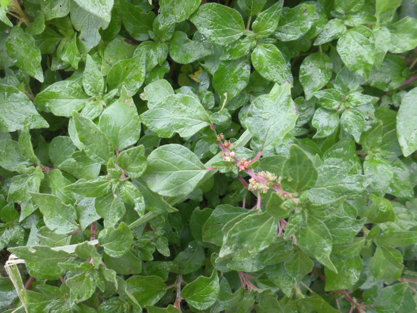Parietaria (Parietaria officinalis)