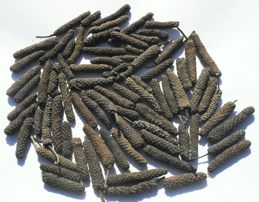 Pepe lungo (Piper longum)