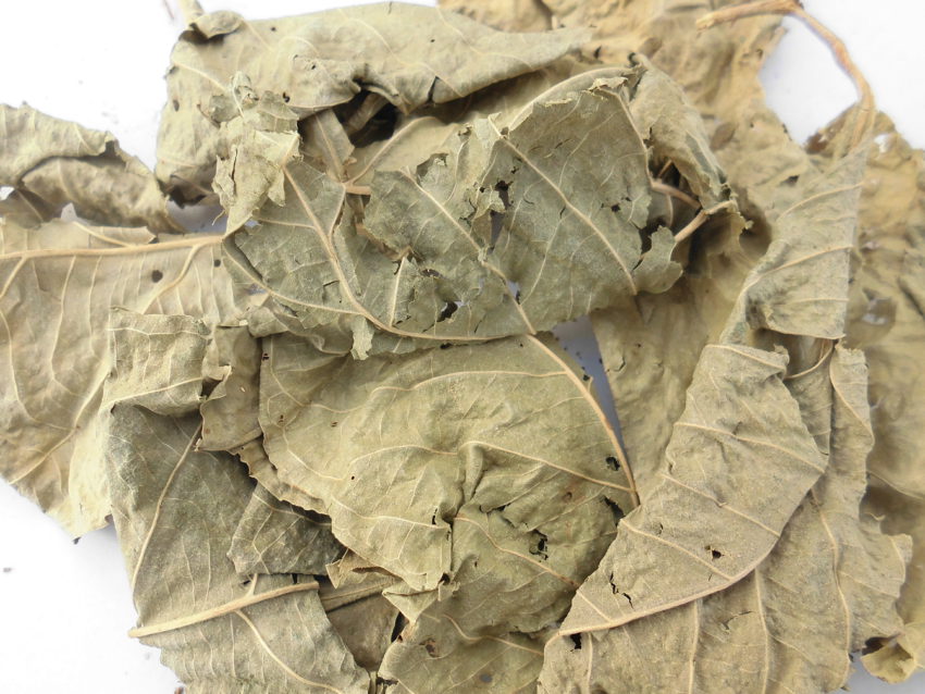Sakae Naa (Combretum quadrangulare)