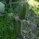 San Pedro (Echinopsis pachanoi)